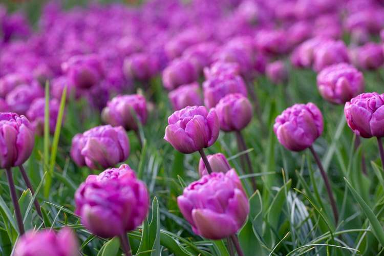 Tulpan 'Blue Diamond'